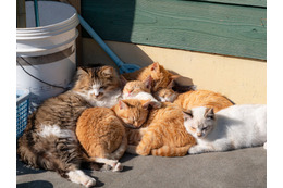 SNSフォロワー計90万人の猫写真家夫妻が撮るフォトブック『島にゃんこ』2月22日発売 画像