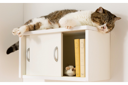 猫も人も快適！ディノス、「収納棚としても使えるキャットステップ」を改良＆発売 画像