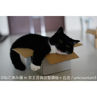 7月に「ねこ休み展」が多摩初上陸！スター猫たちの最新作が展示 画像